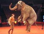 Elephant dies in Yekaterinburg circus. How to bury?