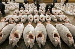 Japan seeks stress-free tuna for finer dining