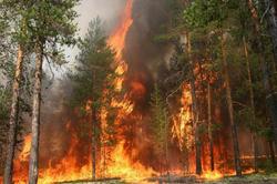Forest fires raging in Russia