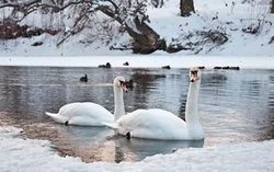 In the Kuban region are dying EN masse swans