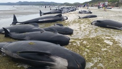 In New Zealand killed hundreds of whales