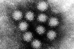 Viruses capture the premises for 2-3 hours