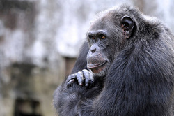 Chimpanzees become smart because genes