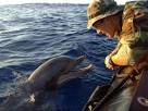 Crimean military dolphins " accepted for service in the Russian army

