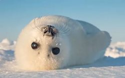 In the Caspian sea are dying EN masse seals
