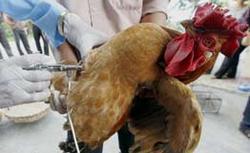 Girl with symptoms of "bird flu" died in Indonesia