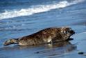 200 dead seals washed ashore in Kazakhstan`s Caspian