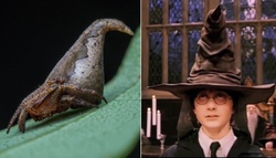 Scientists have named a new species of spiders in honor of the "Hats" from the "Harry Potter"