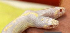 Two-headed monster snake scares Ukrainian zoo visitors