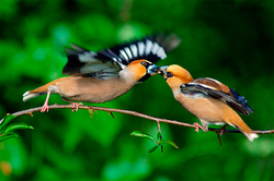 Birds revealed the secret of human love