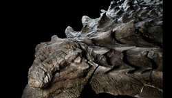 In Canada, the exhibition will show unique nodosaur