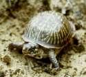 Russian turtles to become highly professional spies