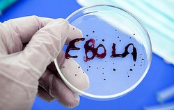 Mystery of the Ebola virus