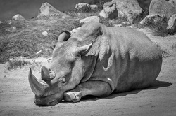 Died last male Northern white Rhino