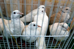 Scientists conducted an experiment with pigeons in the truck