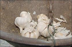 Scientists unravel health benefits of garlic