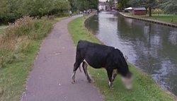 Google Street View took a cow per person