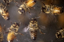 A swarm of aggressive bees attacked a town in Northern California