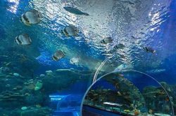Foreign students comprehend the mysteries of science at the seaside aquarium
