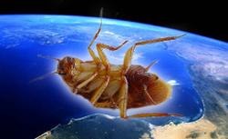 Russian scientists: Cockroaches grow faster in space