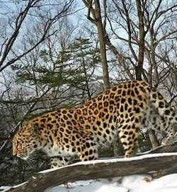 Ecologists to count Amur leopards in Russia`s Far East