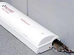 Sweet dreams take sting out of rat trap