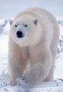 Polar bears in Russian Far East threatened by extinction - WWF