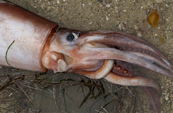 In the Antarctic caught squid weighing 350 kg