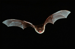Australia piled corpses of bats