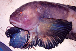 Biologists have found fish on a record depth of