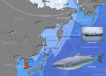Large Autonomous trawler "far East" sank in the sea of Okhotsk
