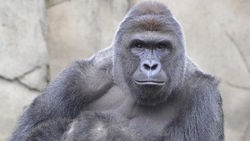 Genetic material gorilla Harambe was frozen
