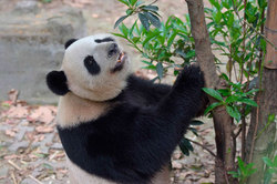 Scientists have found the cause of the extinction of pandas