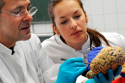 Scientists bred a copy of the human brain