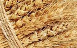 Scientists have deciphered the genome of wheat