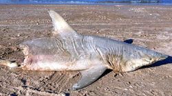 On the beach in Florida was found dead half-eaten shark