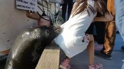 In Canada sea lion dragged the girl into the water (video)