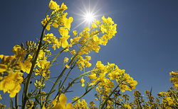 Scientists were able to decipher the genome of rapeseed