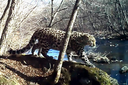 The female leopard was dancing in front of camera (video)