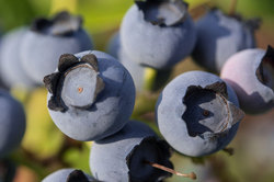 Blueberries eliminates beer gut