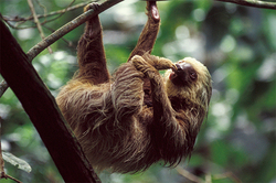 Sloth made a selfie in Nicaragua (video)