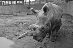 One of the last white rhinos has died at San Diego