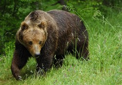In the Chelyabinsk region, animal rights activists have saved the bear