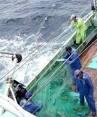Japan analysed the losses from a possible ban by Russia drift-net fishing
