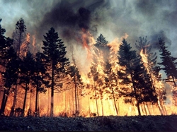 The number of forest fires in the Urals during the day, increased to 35