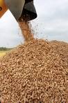 The grain harvest in Ukraine in 2014 will amount to 60 million tons
