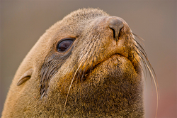 Sick seal lost in Vladivostok