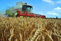 Siberian farmers harvested record crops of grain