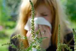 Europe and Russia is waiting for the Allergy epidemic