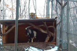 In the Park the Amur tiger made friends with the goat